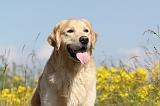 GOLDEN RETRIEVER 366